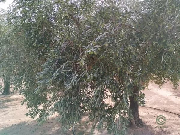 Finca rústica de 4,007 ha en venta en Valencia