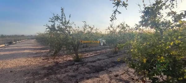 Finca agrícola de 1,4 ha en venta en Elche pedanias, Alicante