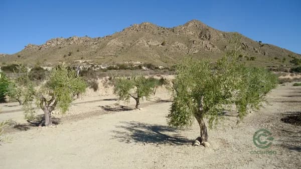 Finca agrícola de 3,0608 ha en venta en Abanilla, Murcia