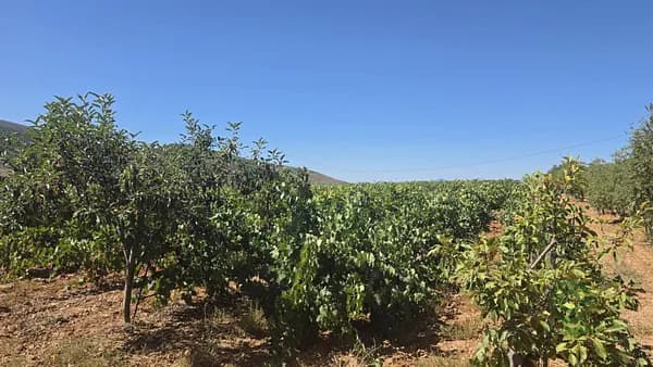 Finca agrícola de 2,35 ha en venta en Laujar de andarax, Almeria