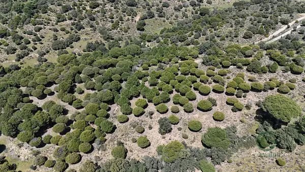 Finca forestal de 3 ha en venta en Madrid