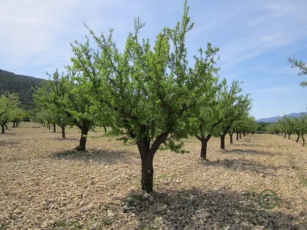 Finca agrícola de 1,2434 ha en venta en Yecla, Murcia
