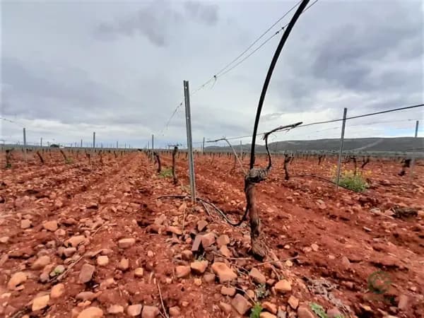 Finca agrícola de 10,03 ha en venta en Valdepenas, Ciudad real