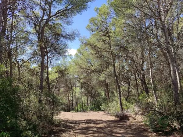 Finca agrícola de 2,7 ha en venta en Alicante