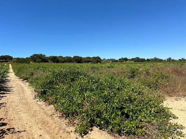 Finca agrícola de 0,37 ha en venta en Bollullos par del condado, Huelva