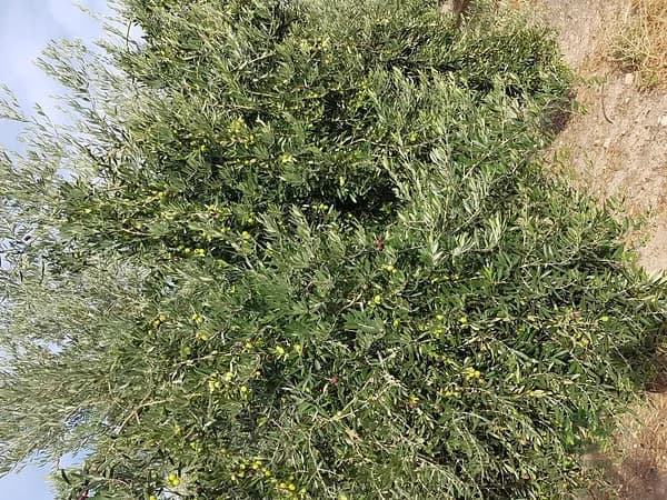 Finca agrícola de 0,53 ha en venta en Villacarrillo, Jaen