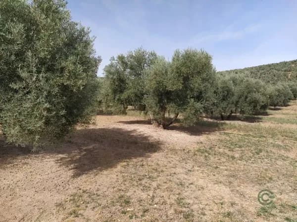 Finca agrícola de 5,4 ha en venta en Jaén