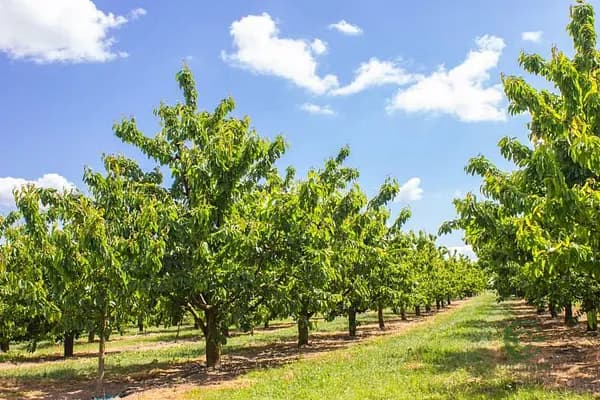 Finca agrícola de 0,55 ha en venta en Cádiz