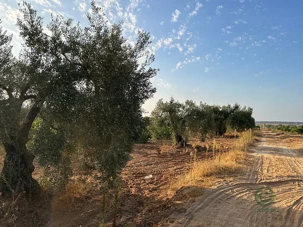 Finca agrícola de 0,59 ha en venta en Bollullos par del condado, Huelva