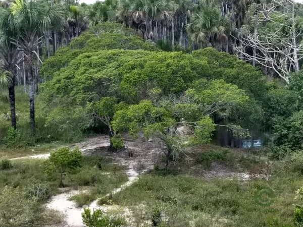 Fazenda agrícola de 337 ha para venda em Maranhão