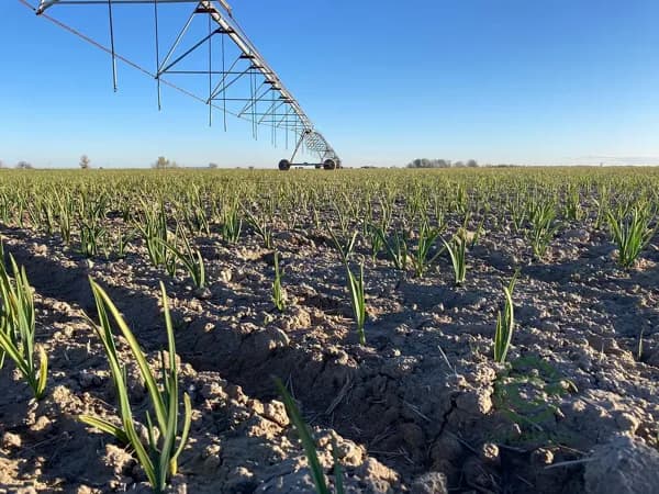 Finca agrícola de 560 ha en venta en Toledo