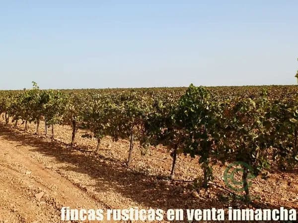 Finca agrícola de 115 ha en venta en Ciudad real