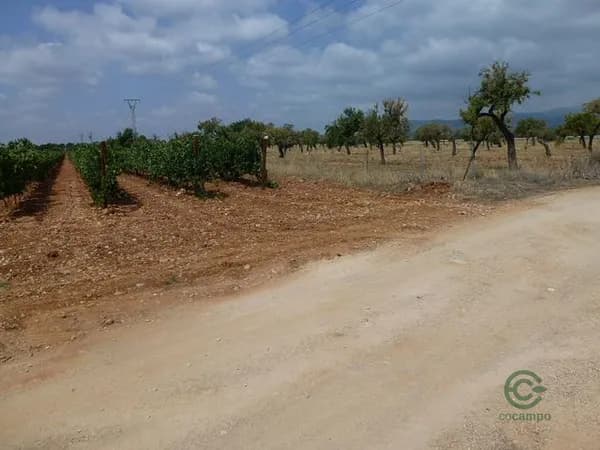 Finca agrícola de 4,3192 ha en venta en Binissalem, Baleares