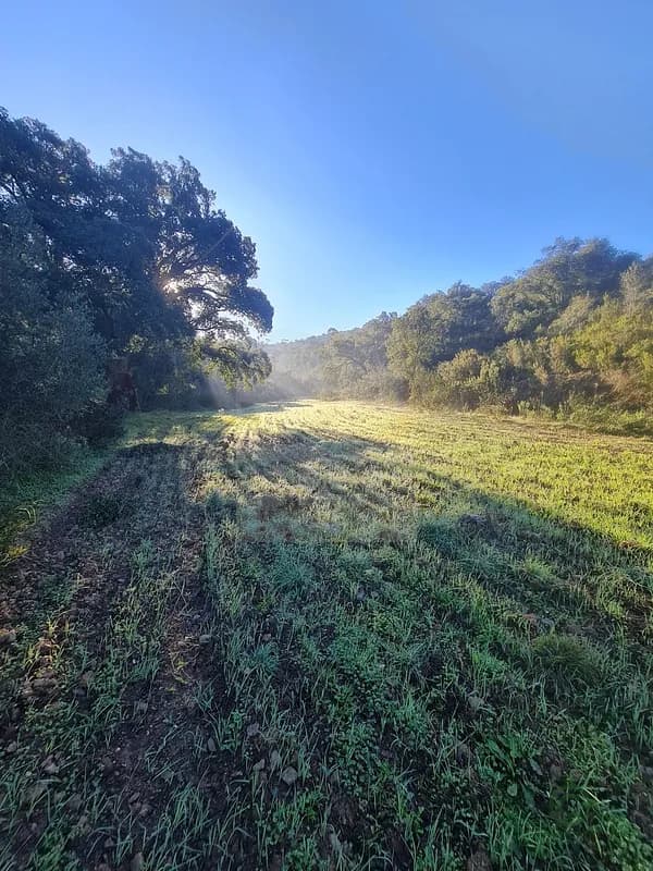 Finca rústica de 4,16 ha en venta en São bartolomeu de messines, Algarve