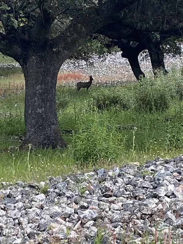 Finca rústica de 177 ha en venta en Cáceres