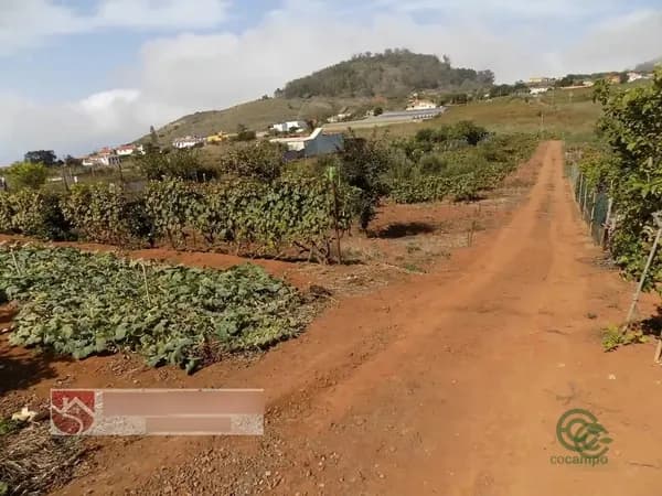 Finca rústica de 0,45 ha en venta en Tacoronte, Sta.cruz tener.