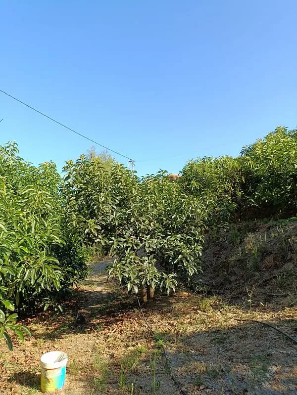 Finca agrícola de 0,7 ha en venta en Málaga