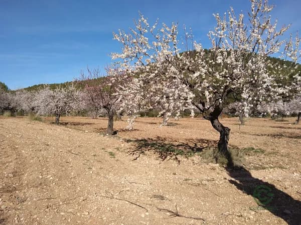 Finca rústica de 72 ha en venta en Bullas, Murcia