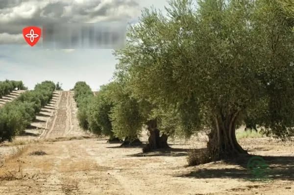 Finca agrícola de 1,28 ha en venta en Alcaudete, Jaen