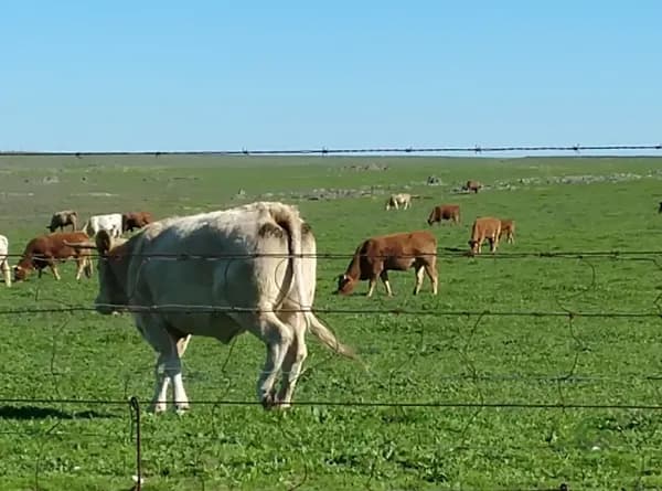 Finca rústica de 470 ha en venta en Cáceres