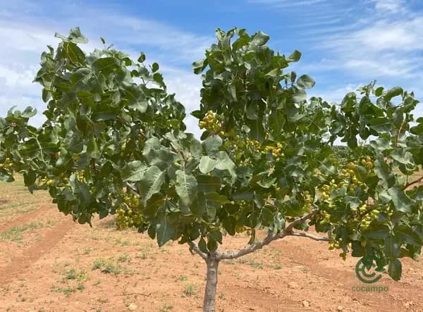 Finca agrícola de 120 ha en venta en Badajoz