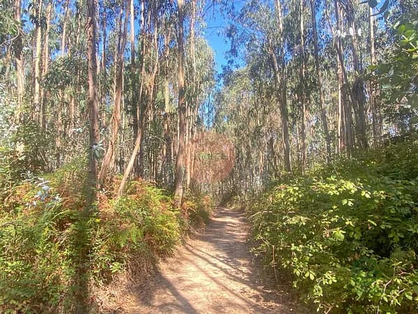 Finca rústica de 0,66 ha en venta en Santa maria, são pedro e sobral da lagoa, Leiria
