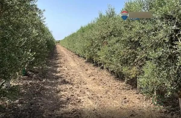 Finca agrícola de 16 ha en venta en Alange, Badajoz