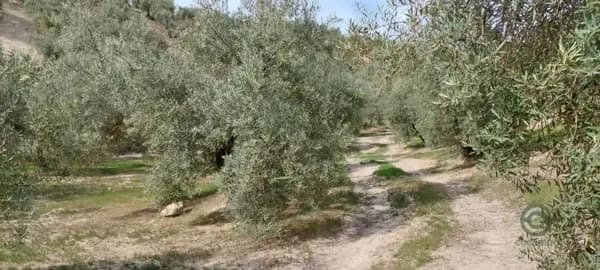 Finca agrícola de 1,5 ha en venta en Quesada, Jaen