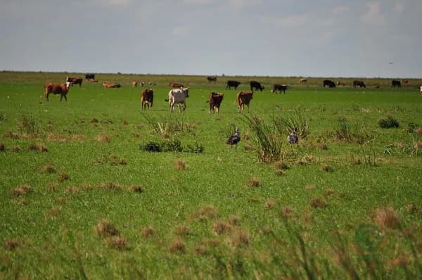 Finca ganadera de 13266 ha en venta en Córdoba