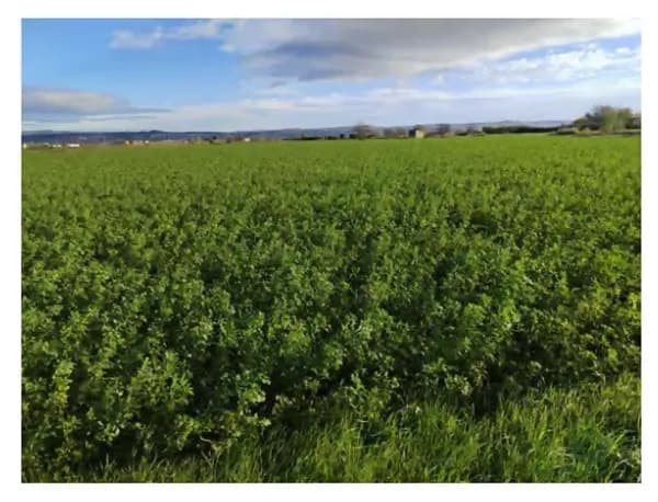 Finca agrícola de 1,5 ha en venta en Zaragoza