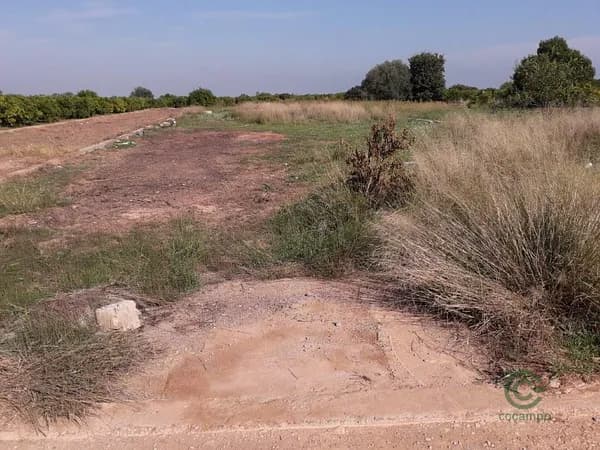 Finca agrícola de 1,28 ha en venta en Burriana, Castellon