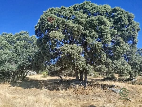 Finca rústica de 3,2 ha en venta en Fresnedilla de la oliva, Madrid