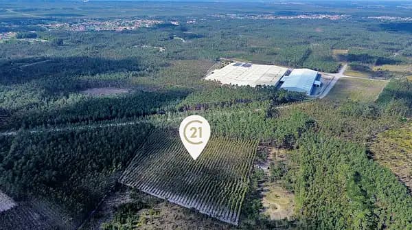 Fazenda florestal de 3 ha para venda em Leiria
