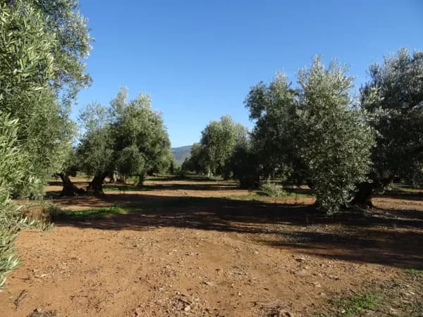 Finca agrícola de 3 ha en venta en Jaén