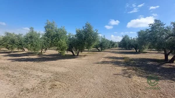 Finca agrícola de 1,6 ha en venta en Quesada, Jaen