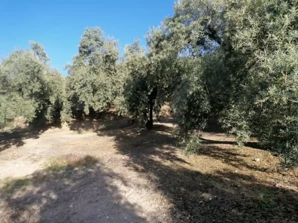 Finca agrícola de 3 ha en venta en Archidona, Malaga