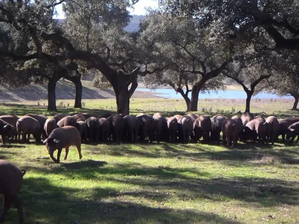 Finca rústica de 1246 ha en venta en Huelva