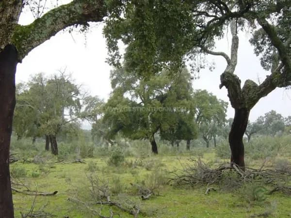 Finca rústica de 185 ha en venta en Serrejon, Caceres