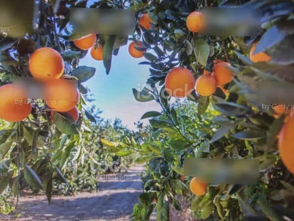 Finca agrícola de 1,2465 ha en venta en Sollana, Valencia