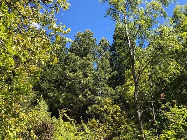 Finca forestal de 26 ha en venta en Río negro province