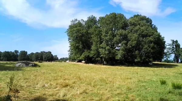 Finca rústica de 1000 ha en venta en Salamanca