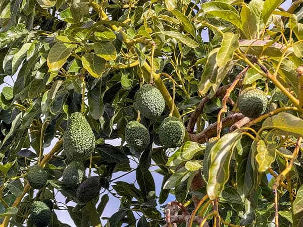 Finca agrícola de 0,5137 ha en venta en Granada