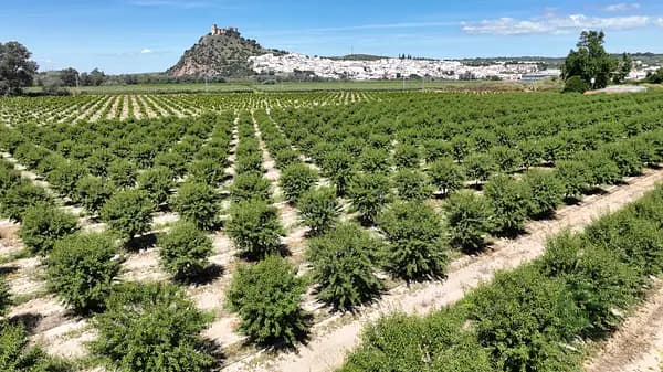 Finca agrícola de 9,5 ha en venta en Córdoba