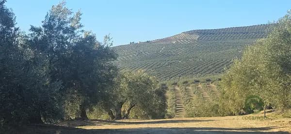 Finca agrícola de 30 ha en venta en Huelva