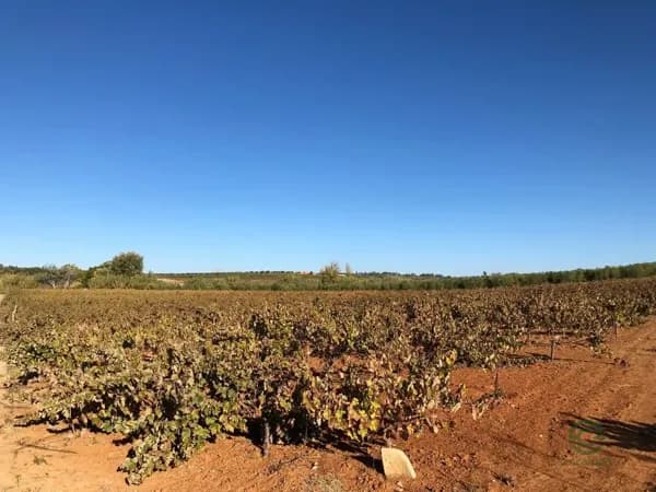 Finca agrícola de 0,53 ha en venta en Bollullos par del condado, Huelva