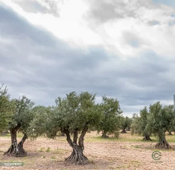 Finca agrícola de 1 ha en venta en Toledo