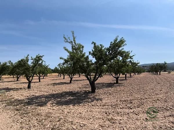 Finca agrícola de 0,478 ha en venta en Monovar - monover, Alicante