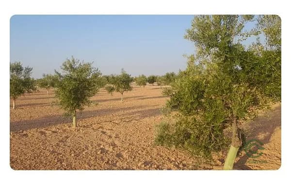 Finca agrícola de 0,8 ha en venta en Toledo