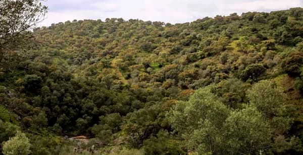 Finca rústica de 500 ha en venta en Sevilla