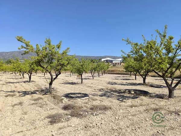 Finca agrícola de 0,38 ha en venta en Monovar, Alicante